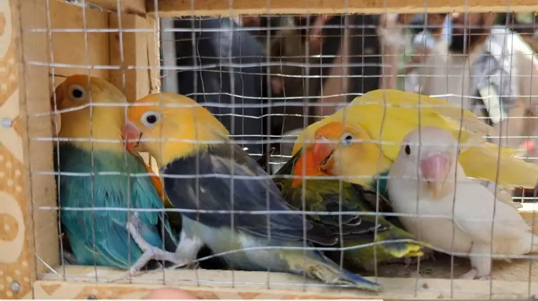 Lovebirds available ready to breed birds — photo 2