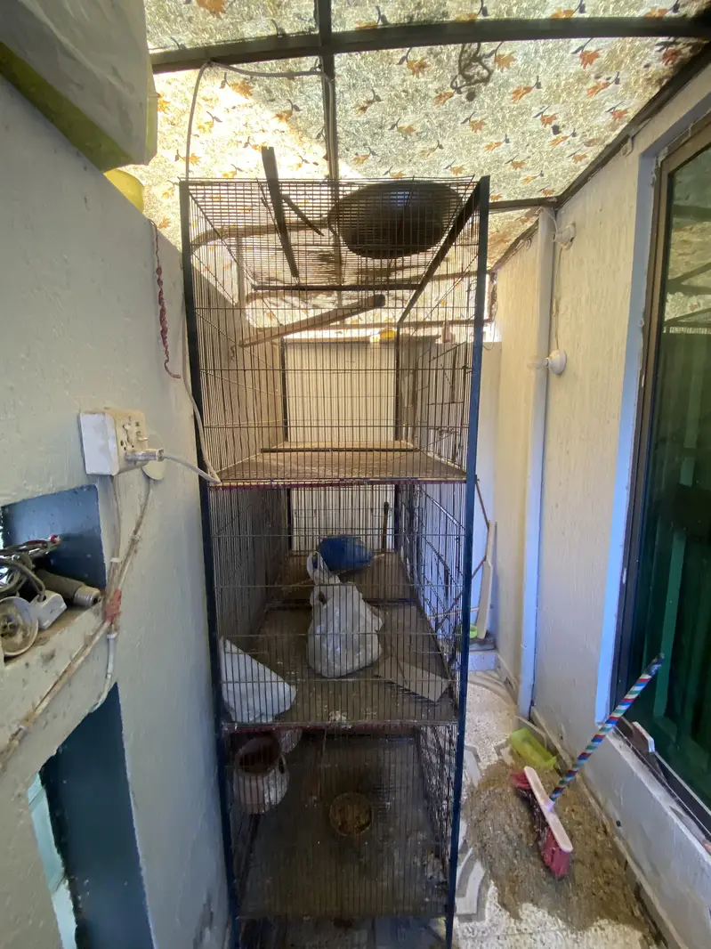 6 Portion Parrots cage for sale — photo 3