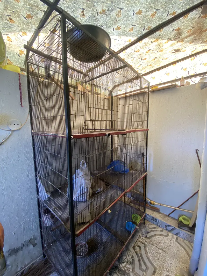 6 Portion Parrots cage for sale — photo 2