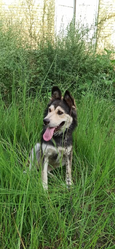husky