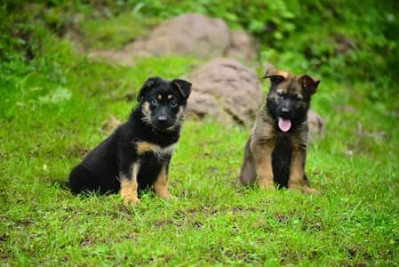 DDR Working Line German Shepherd Puppies – Healthy & Active