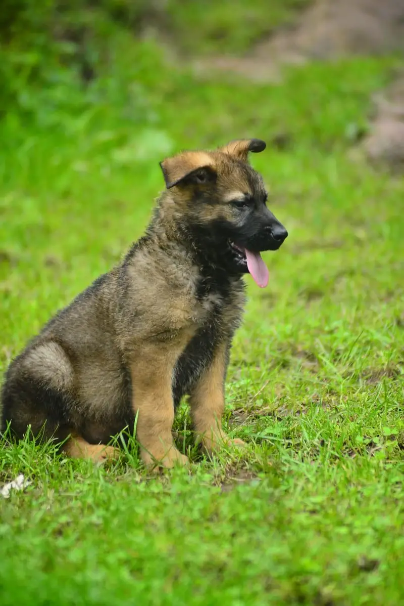DDR Working Line German Shepherd Puppies – Healthy & Active — photo 2