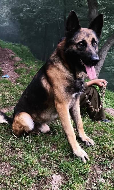 DDR Working Line German Shepherd Puppies – Healthy & Active