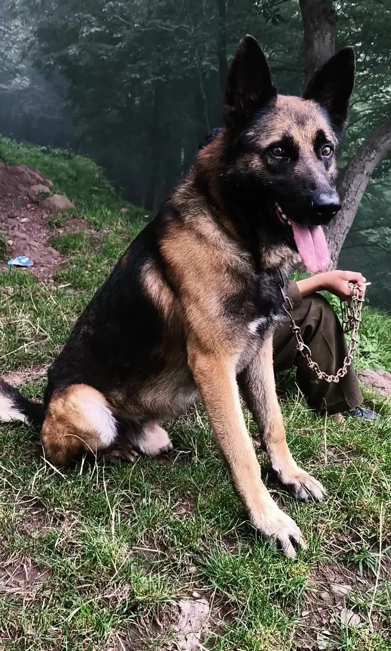 DDR Working Line German Shepherd Puppies – Healthy & Active — photo 5