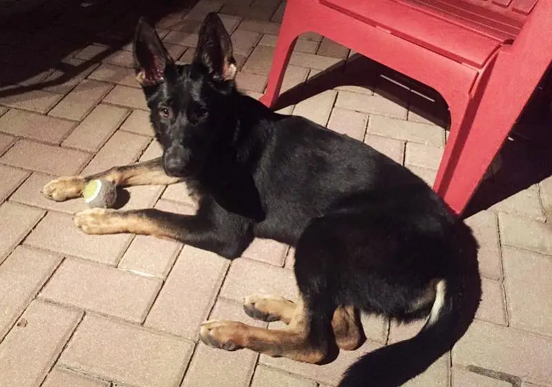 DDR Working Line German Shepherd Puppies – Healthy & Active — photo 6