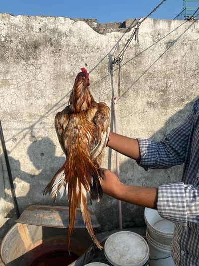 Peela patha available