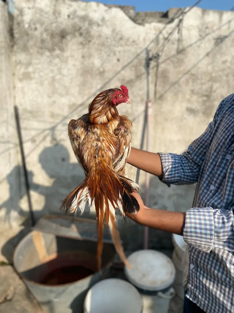 Peela patha available — photo 2