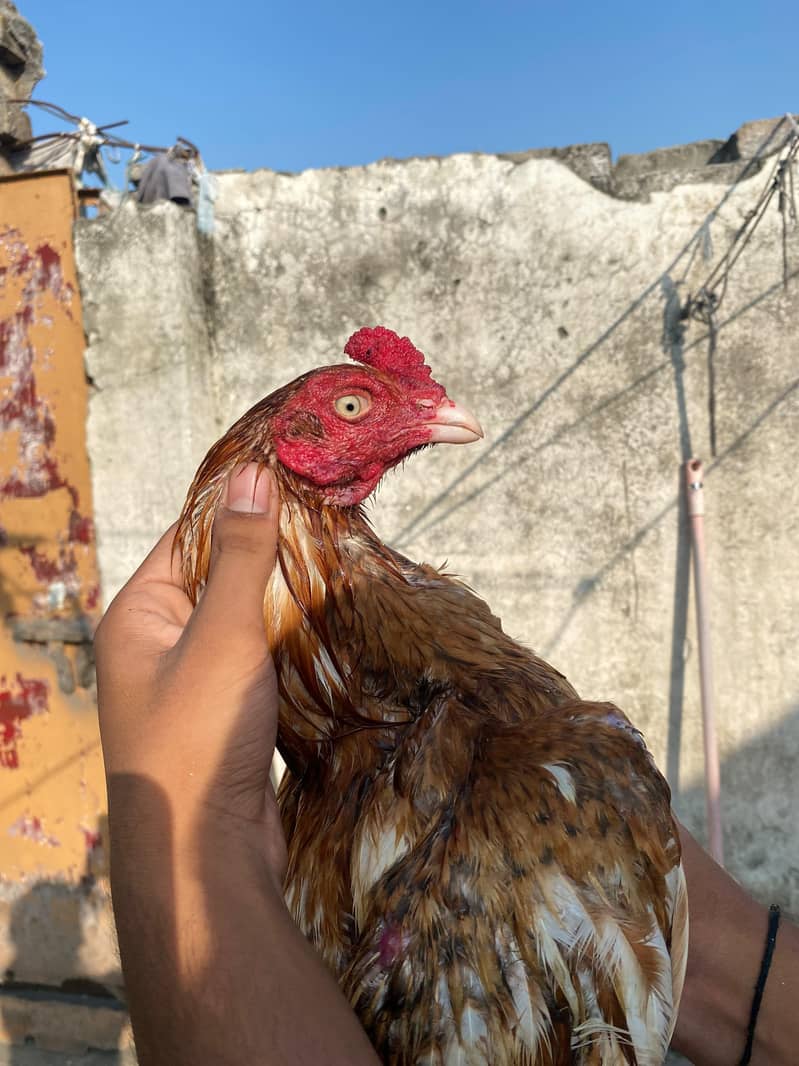 Peela patha available 2