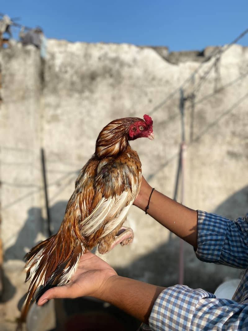 Peela patha available 3