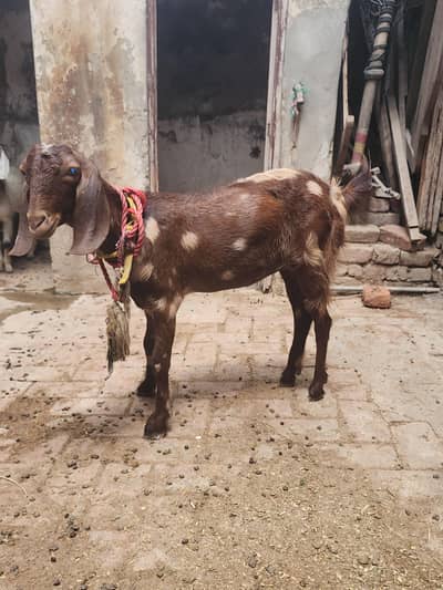 bakri 2 dant bakra 6 month