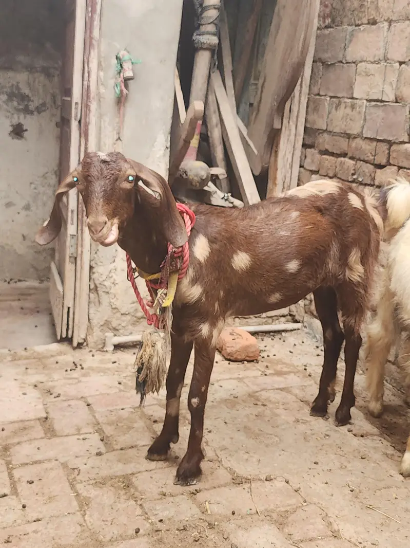 bakri 2 dant bakra 6 month — photo 2