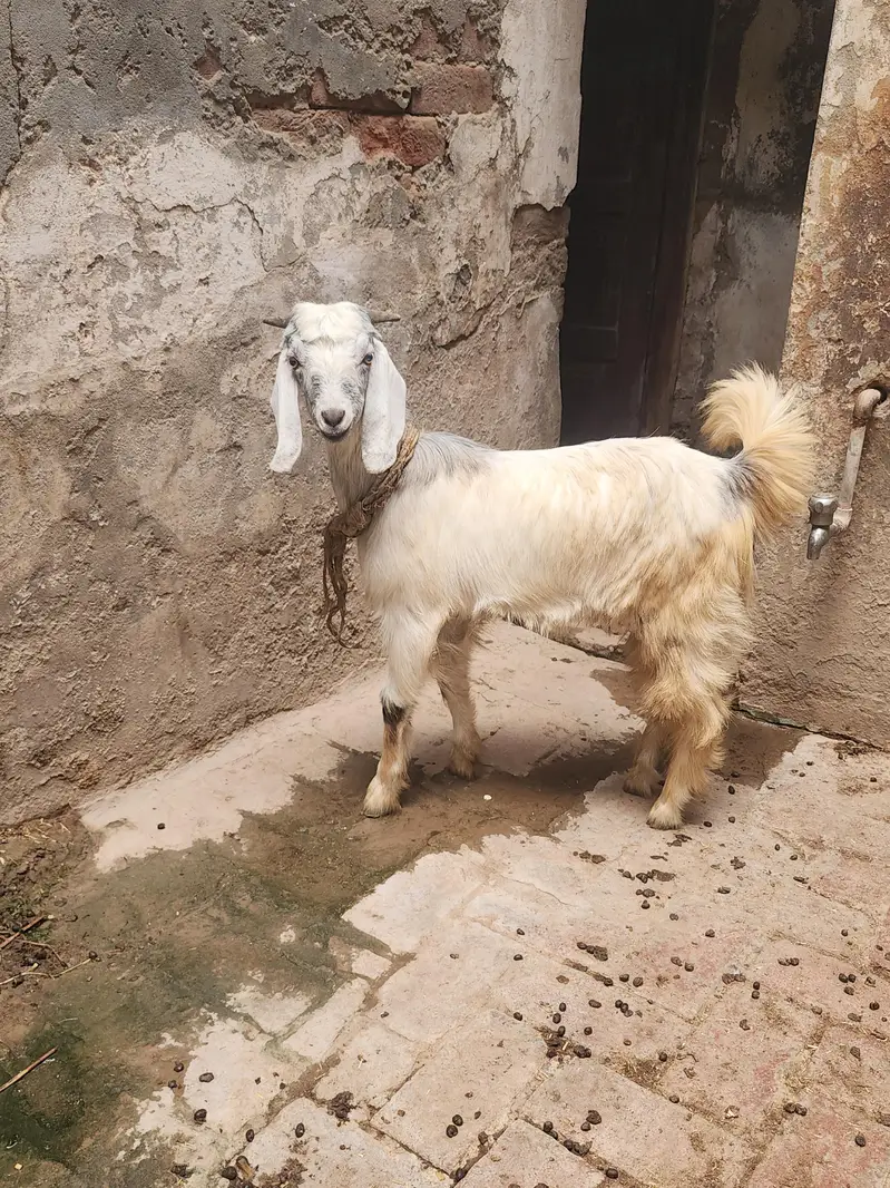 bakri 2 dant bakra 6 month — photo 3
