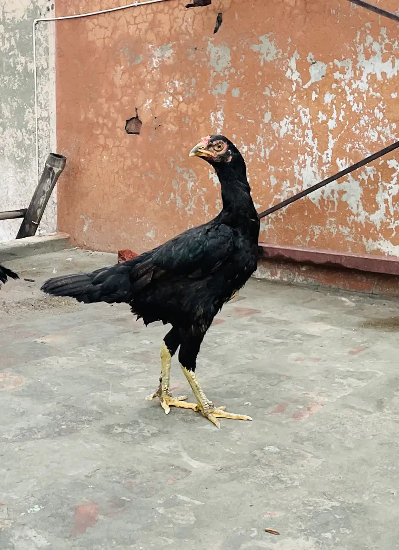 2 male and 1 female for sale — photo 3