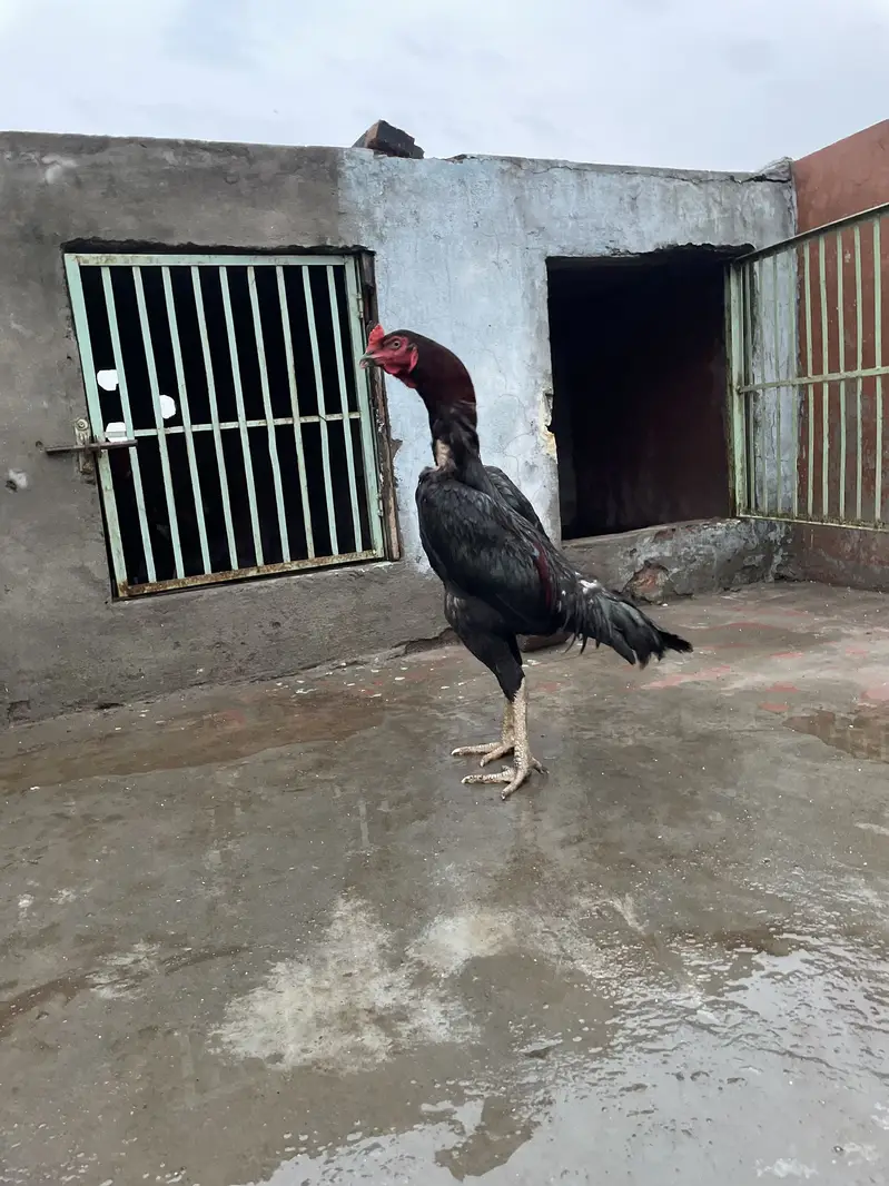 2 male and 1 female for sale — photo 5