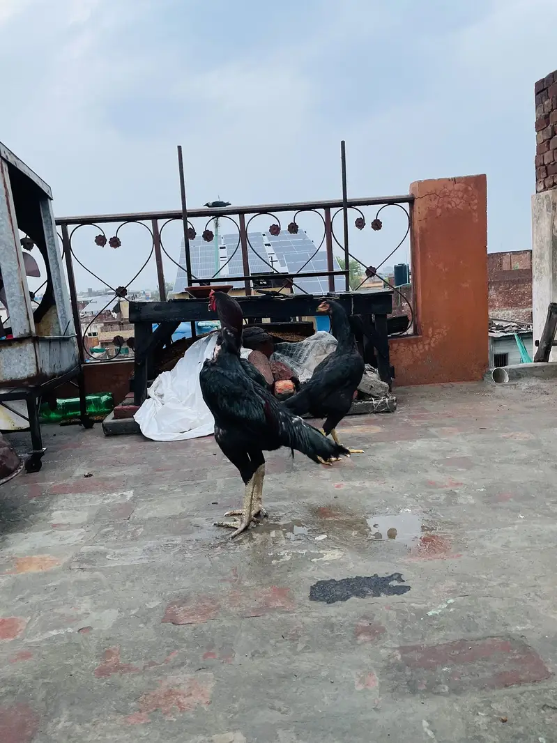 2 male and 1 female for sale — photo 6