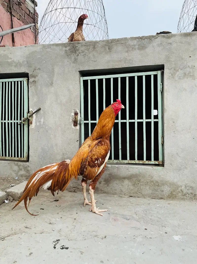 2 male and 1 female for sale — photo 7