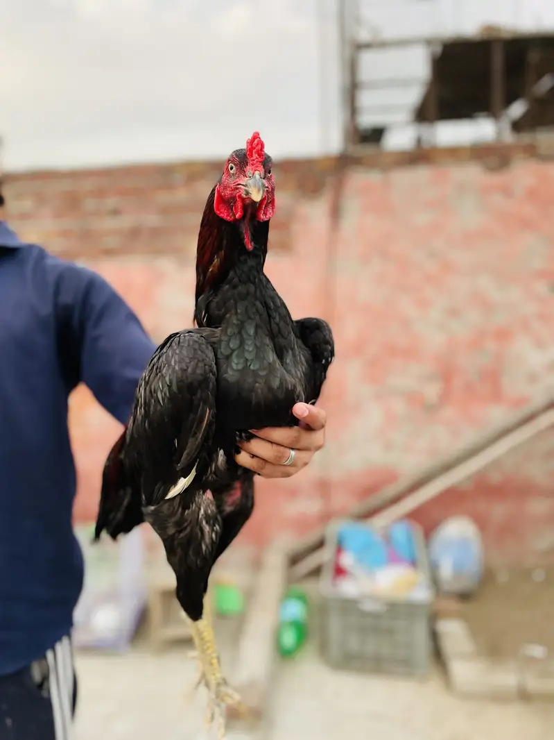 2 male and 1 female for sale — photo 8