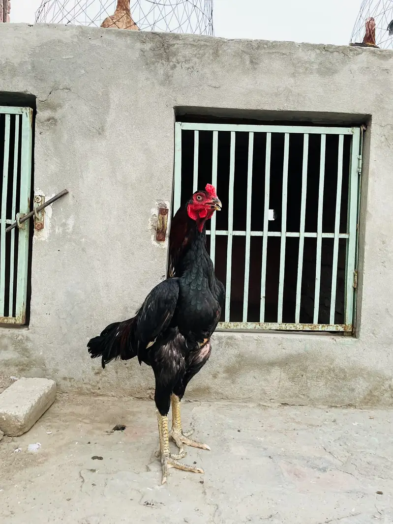 2 male and 1 female for sale — photo 9