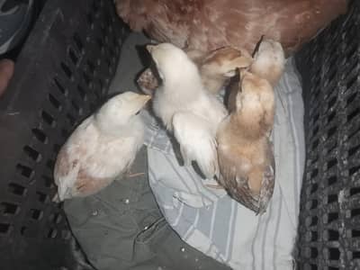 aseel chicks mianwali breed home breed please description read kar le