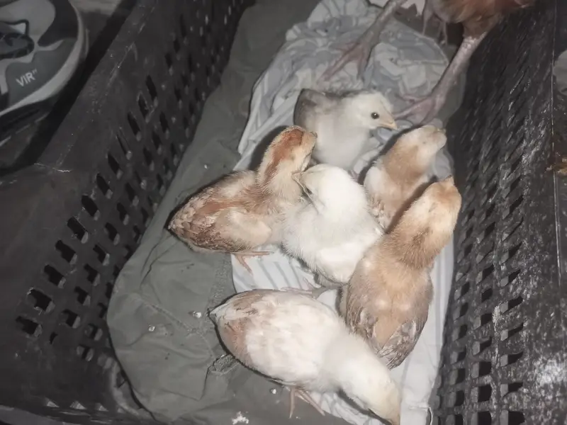 aseel chicks mianwali breed home breed please description read kar le — photo 2