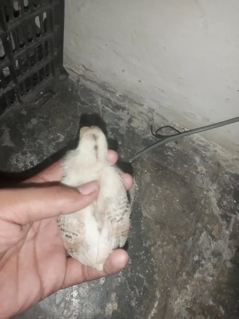 aseel chicks mianwali breed home breed please description read kar le — photo 3
