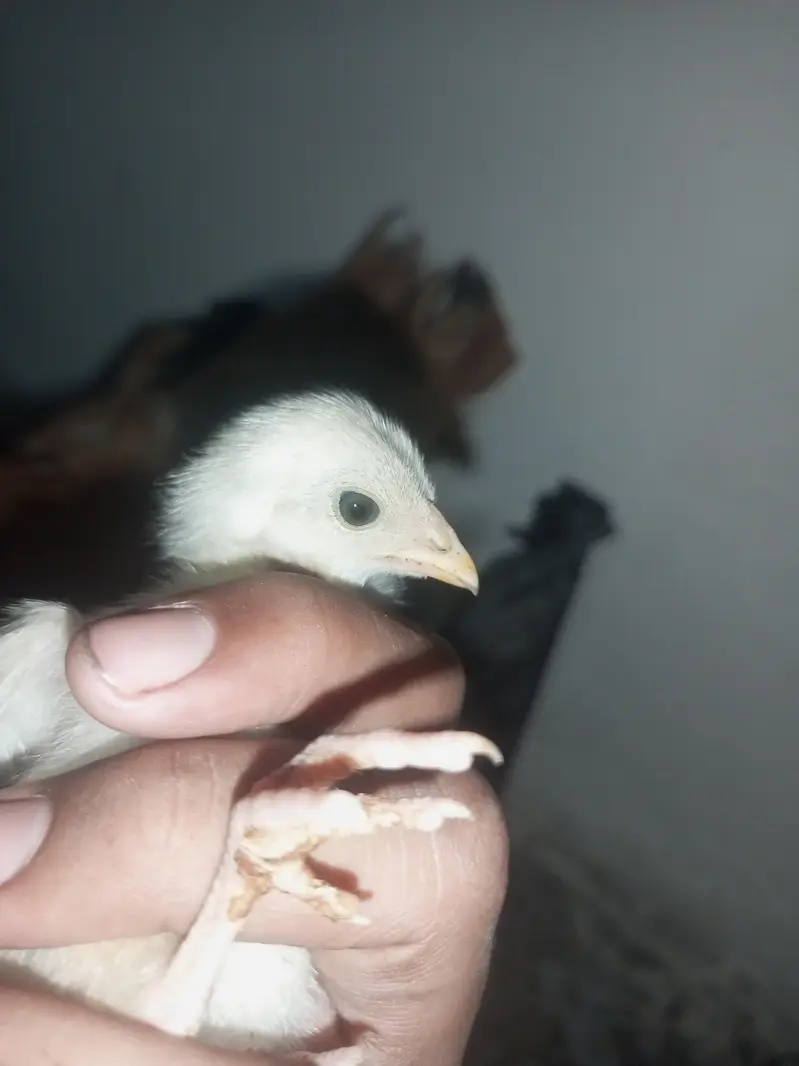 aseel chicks mianwali breed home breed please description read kar le — photo 4
