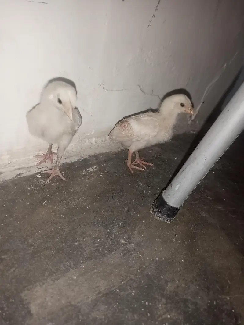 aseel chicks mianwali breed home breed please description read kar le — photo 5