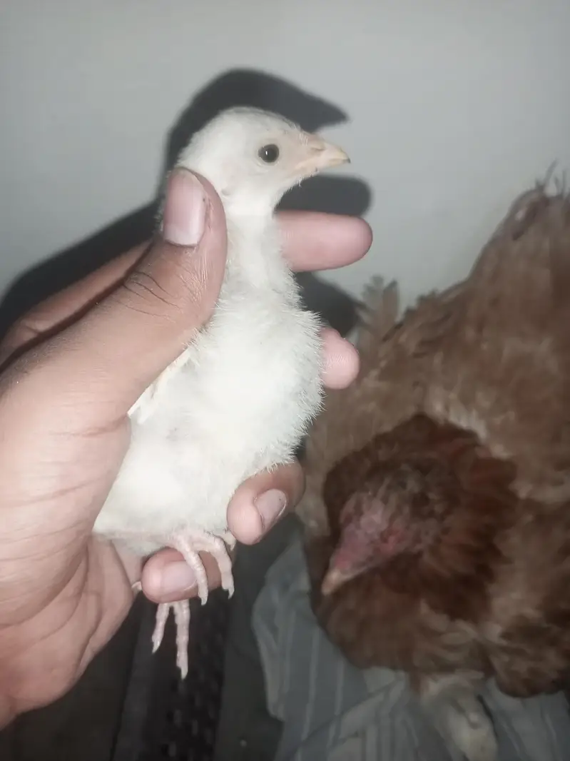 aseel chicks mianwali breed home breed please description read kar le — photo 6