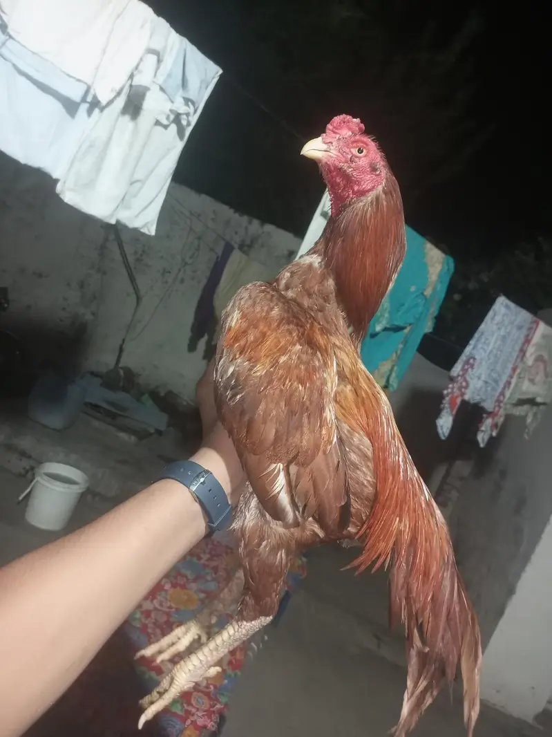 aseel chicks mianwali breed home breed please description read kar le — photo 7