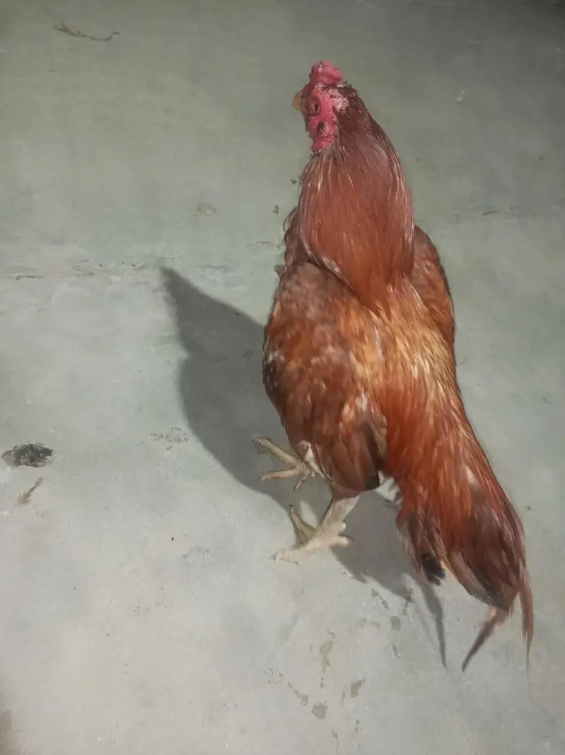aseel chicks mianwali breed home breed please description read kar le — photo 8