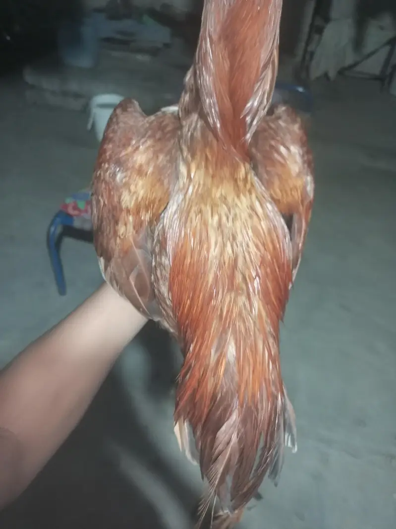 aseel chicks mianwali breed home breed please description read kar le — photo 9