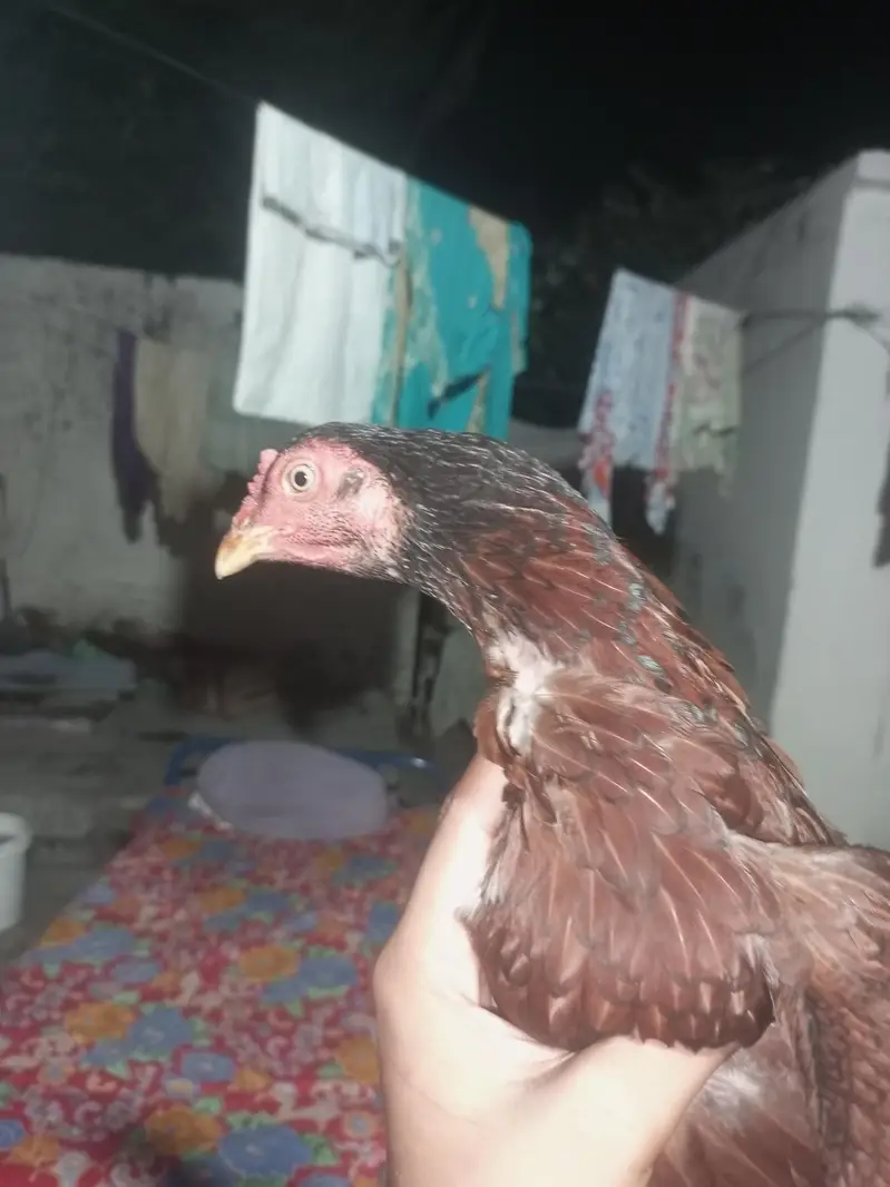 aseel chicks mianwali breed home breed please description read kar le — photo 10