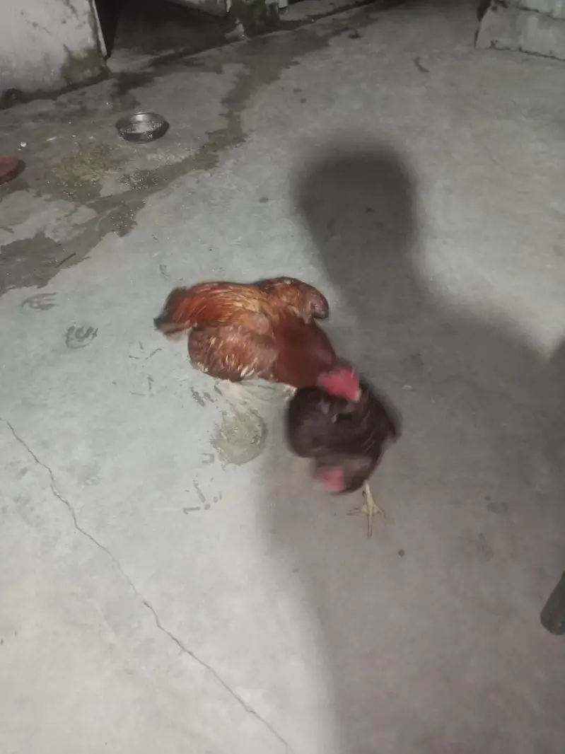 aseel chicks mianwali breed home breed please description read kar le — photo 11