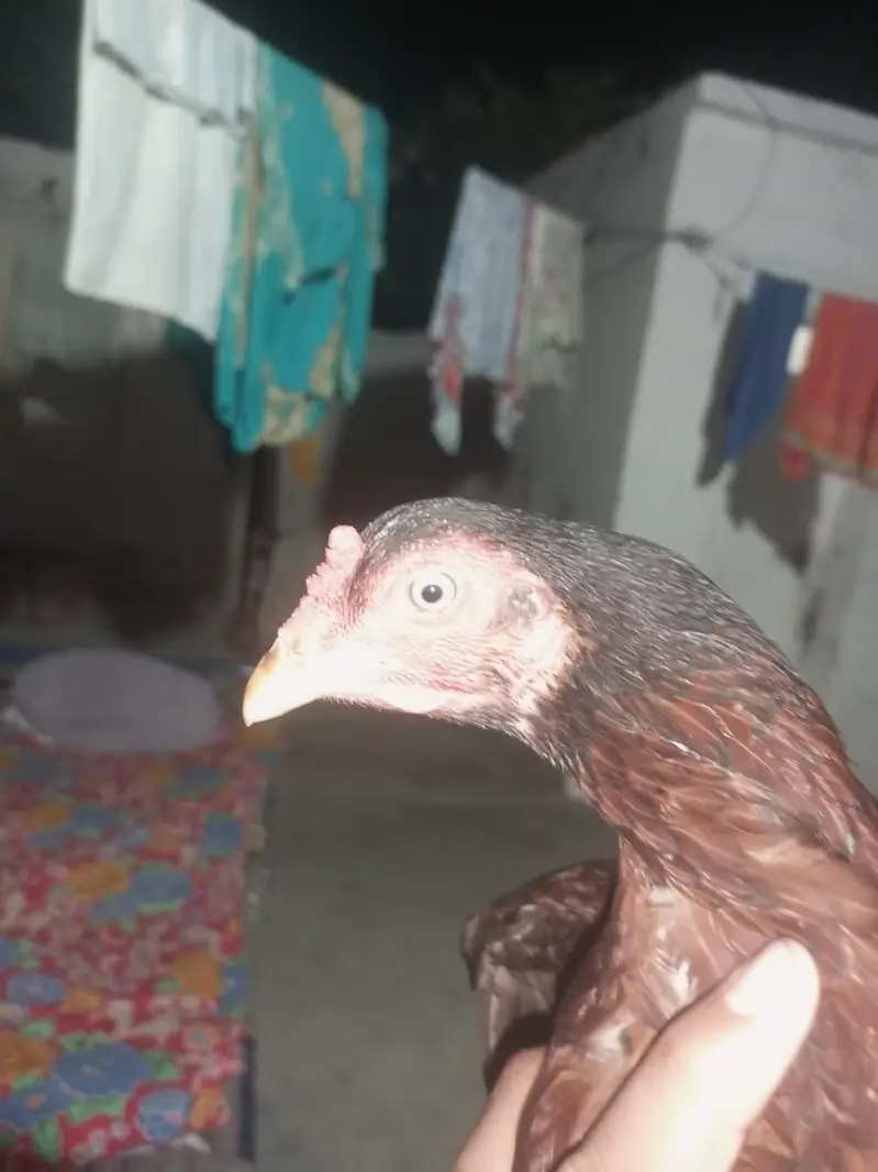 aseel chicks mianwali breed home breed please description read kar le — photo 12