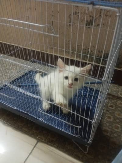 Persian cat