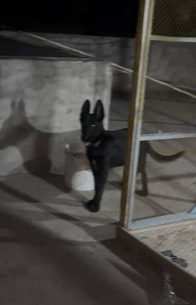 Black German shepherd male puppy