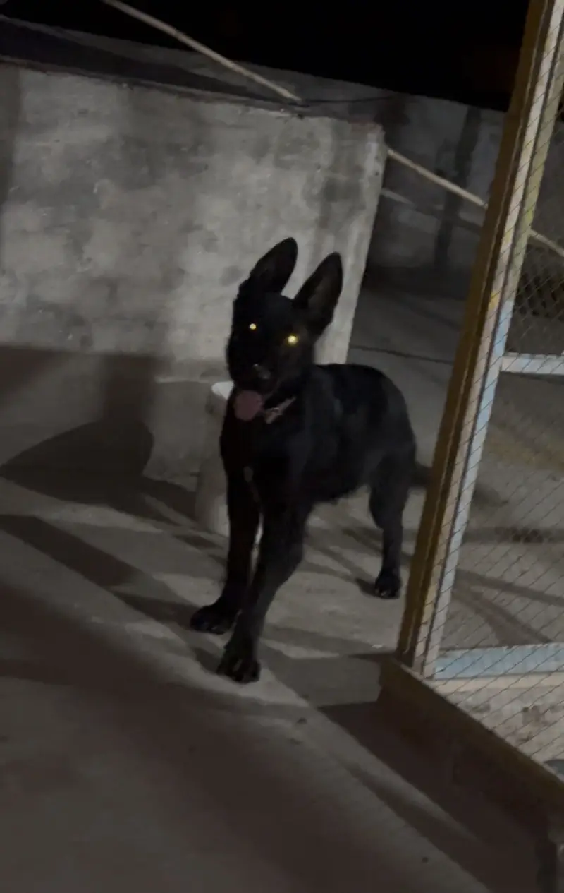 Black German shepherd male puppy — photo 2