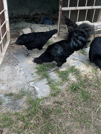 ayam cemani 1 male 3 female and 1 pair desi