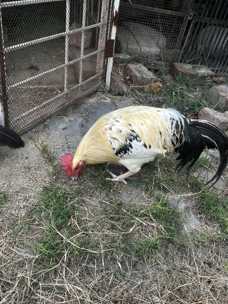 ayam cemani 1 male 3 female and 1 pair desi — photo 2