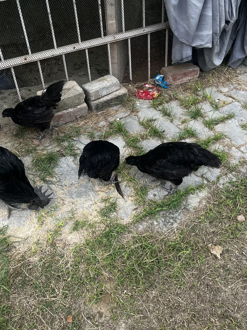 ayam cemani 1 male 3 female and 1 pair desi — photo 3