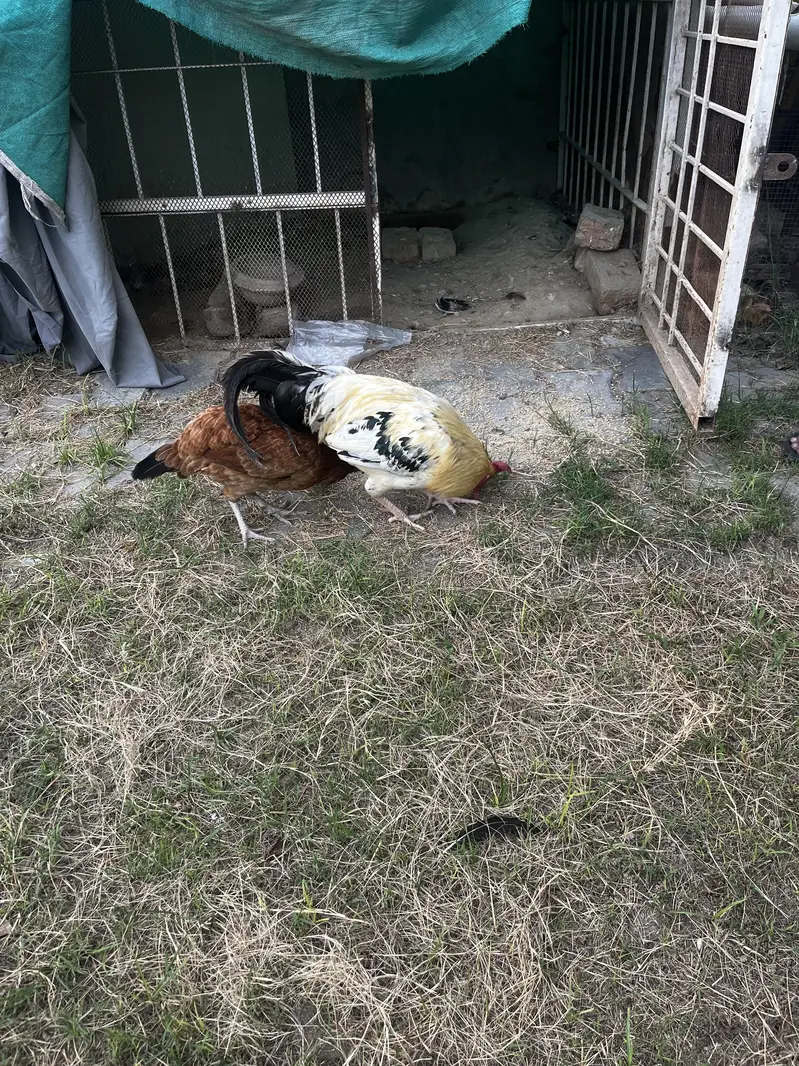 ayam cemani 1 male 3 female and 1 pair desi — photo 4
