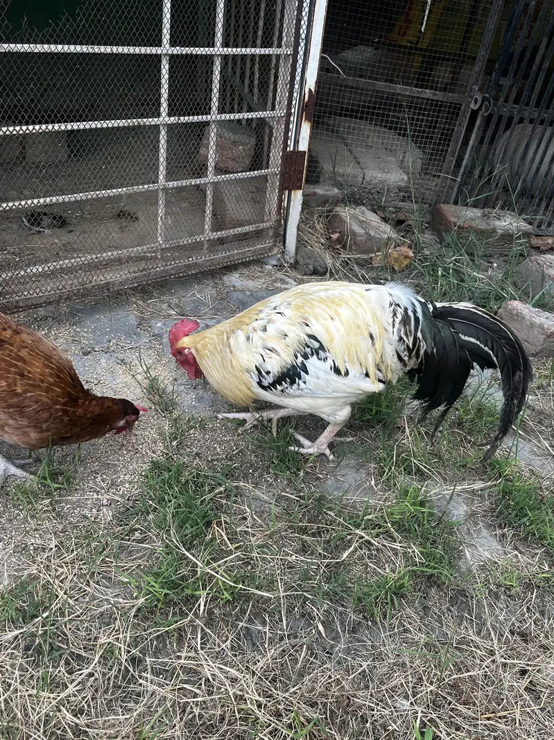 ayam cemani 1 male 3 female and 1 pair desi — photo 5