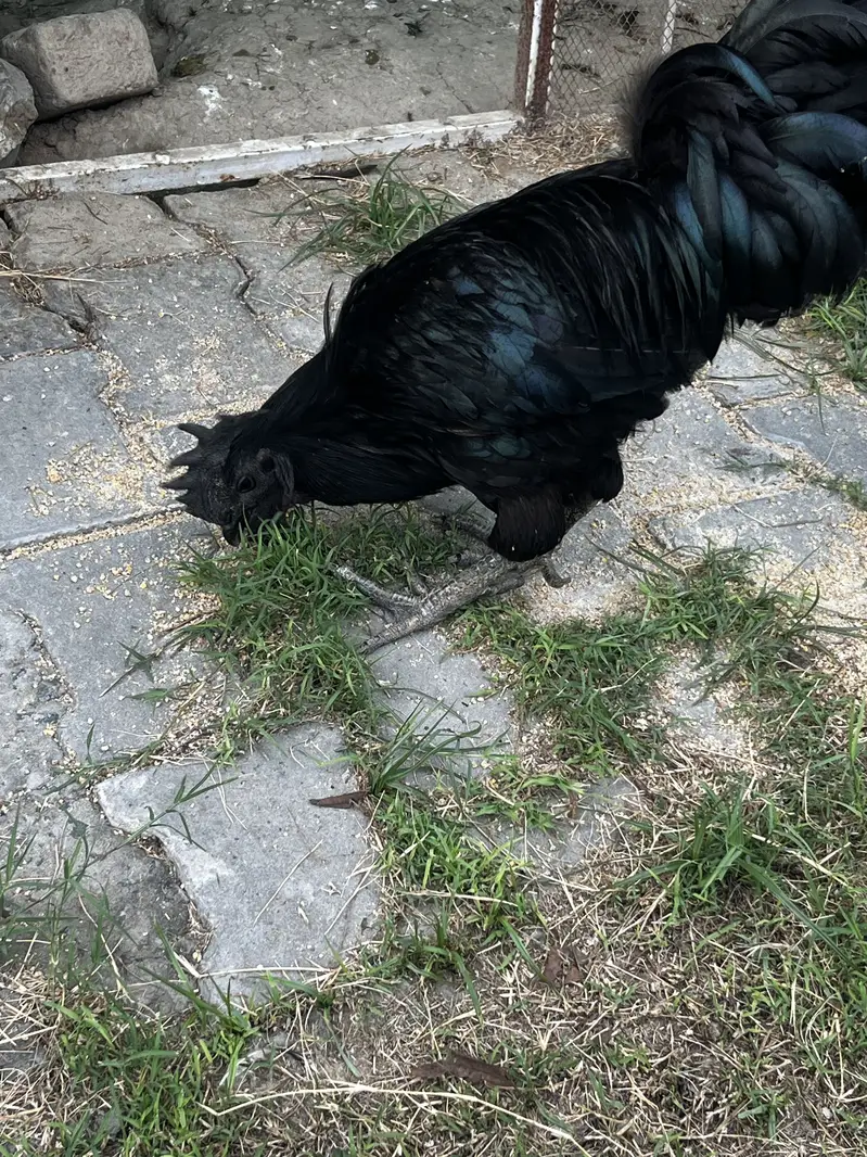 ayam cemani 1 male 3 female and 1 pair desi — photo 6