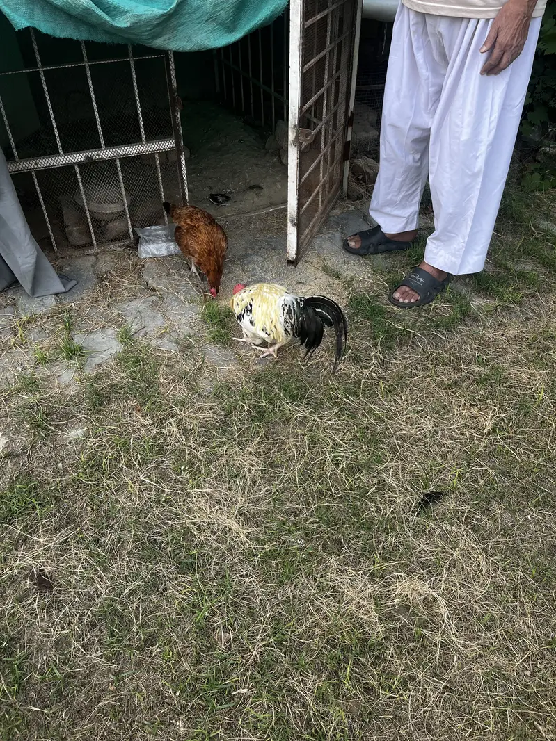 ayam cemani 1 male 3 female and 1 pair desi — photo 7