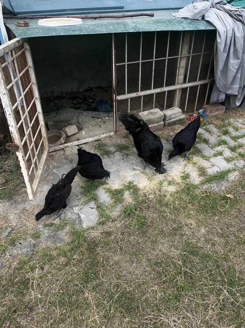 ayam cemani 1 male 3 female and 1 pair desi — photo 8