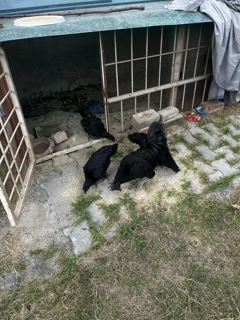 ayam cemani 1 male 3 female and 1 pair desi — photo 9