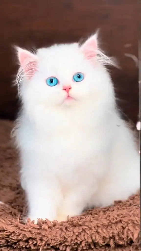 beautiful Persian female for sale — photo 2