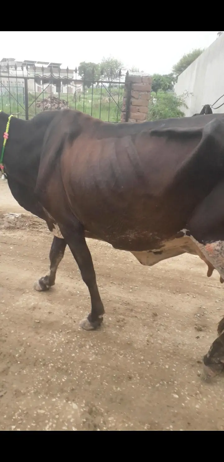 desi cras cholistani — photo 3