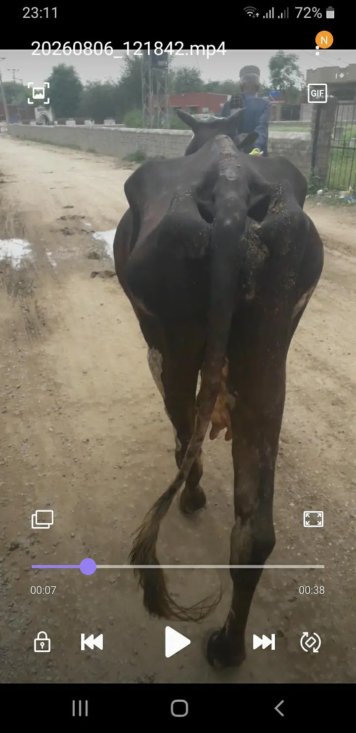 desi cras cholistani — photo 4
