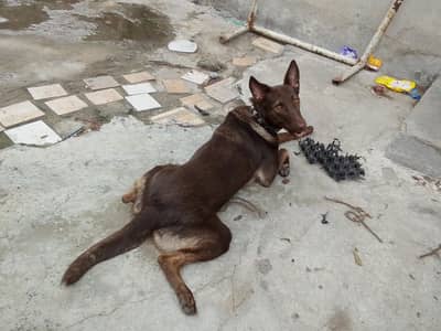 Alsatian bagyari female